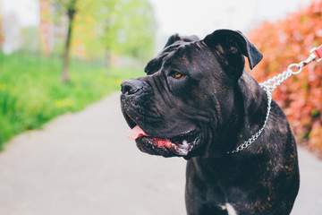 Dog walking outdoor on a leash