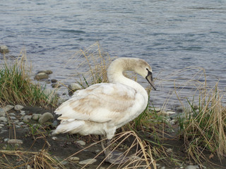 Young wild mute swan amid tall grass on river bank