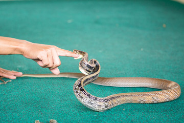 Pattaya, Thailand - January 2017: show snakes by playing with a snake during the