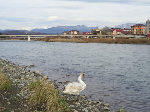 Young wild swan on river shore in urban area