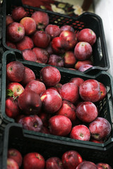 Basket of red apples