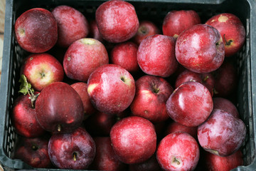 Basket of red apples