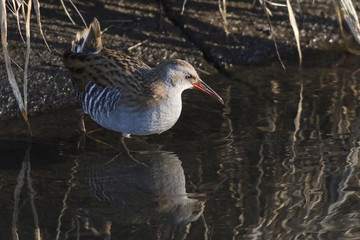 Eine Wasserralle (Rallus aquaticus) watet durch den Erbach bei B