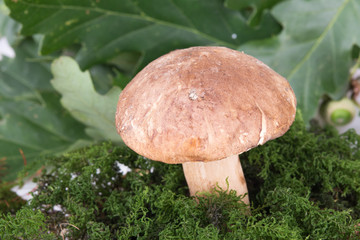 white mushroom with moss