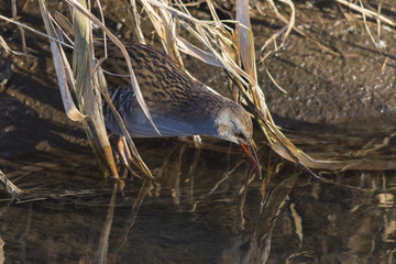 Eine Wasserralle (Rallus aquaticus) watet durch den Erbach bei B