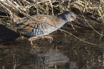 Eine Wasserralle (Rallus aquaticus) watet durch den Erbach bei B