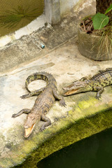 THAILAND Crocodile Farm and Zoo