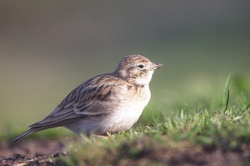Greater Short-toed Lark (Calandrella brachydactyla), a rare UK bird, at St Agnes Head, Cornwall, England, UK.