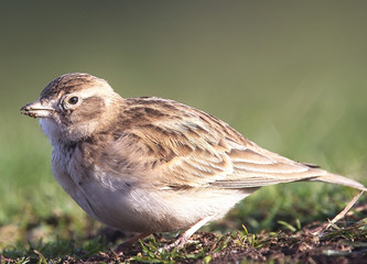 Greater Short-toed Lark (Calandrella brachydactyla), a rare UK bird, at St Agnes Head, Cornwall, England, UK.