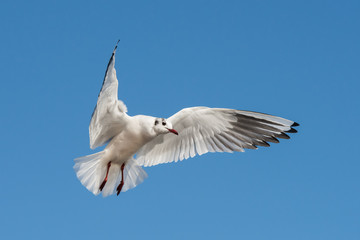 Black-headed Gull, Chroicocephalus ridibundus