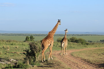 Naklejka na ściany i meble Giraffe crossing in Kenya
