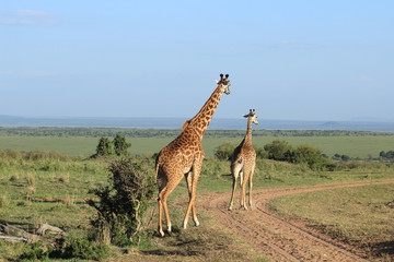 Giraffe crossing in Kenya