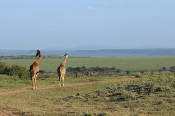 Giraffe crossing in Kenya