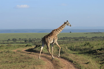 Giraffe crossing in Kenya