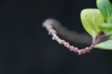 Growing leafs in the stem of plant