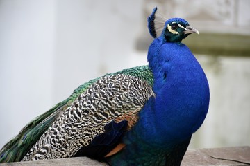 Detail of a wild peacock and architecture