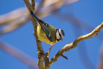 Eurasian blue tit - Parus caeruleus 