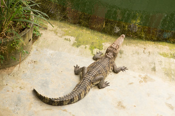 THAILAND Crocodile Farm and Zoo