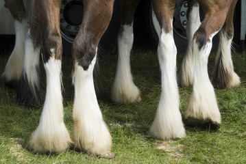 Close-up of horses legs. 