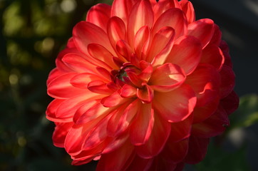 Blooming large red dahlia flower in the garden