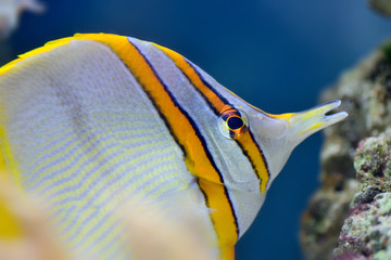 Pensetnik dwuoki. © Tomasz Warszewski