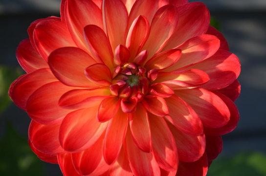 Blooming large red dahlia flower in the garden