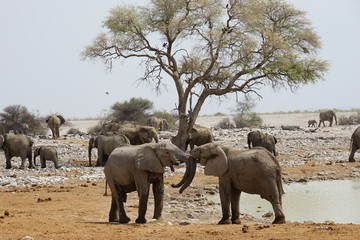 Fototapeta na wymiar Elefanten, Etoscha Nationalpark