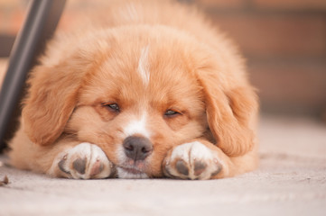 Young Nova Scotia Duck tolling Retriever puppy © RvDam