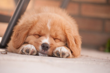 Young Nova Scotia Duck tolling Retriever puppy