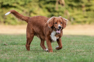 Young Nova Scotia Duck tolling Retriever