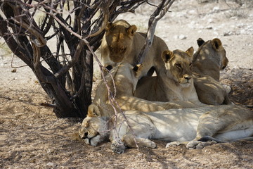 Löwen, Etoscha National Park, Namibia