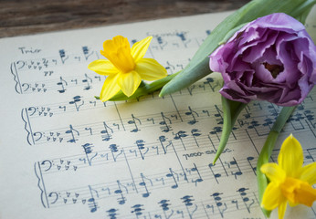 Sehr altes, handgeschriebenes Notenblatt mit lila Tulpe und Narzissen, Narcissus pseudonarcissus,...