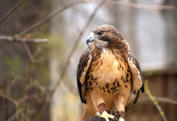 Red Tailed Hawk 
