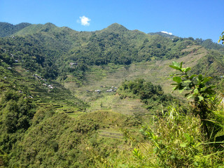 Obraz premium Rice Terrrace