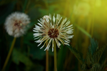  dandelion