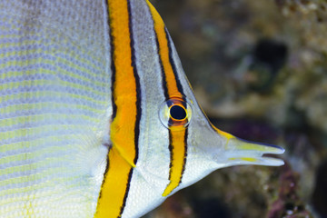 Pensetnik dwuoki. © Tomasz Warszewski