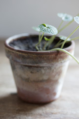 potted Wasabi Plant