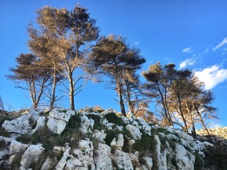 Alberi Salento