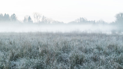 Frost in grass