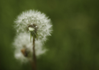 Dandelion in Grassy Field