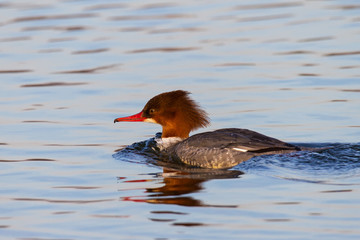 Gänsesäger Weibchen schwimmt auf einem Binnensee im Winter und schiebt Bugwelle vor sich her