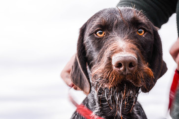 German Wirehaired Pointer