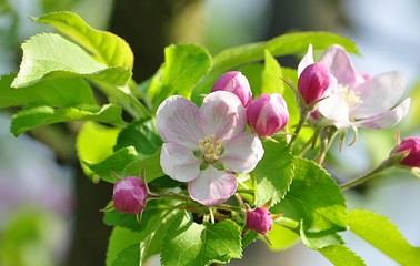 detail view, flower fruit apple