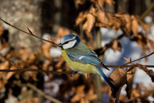 Eurasien blue tit