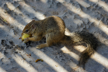Ockerfußbuschhörnchen, Etosha, Namibia