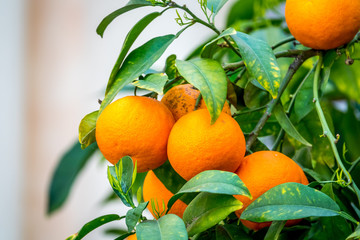 Orange Tree Closeup 