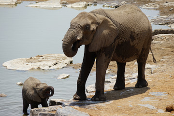 Elefant mir Jungem, Wasserstelle Camp Halali, Etosha, Namibia