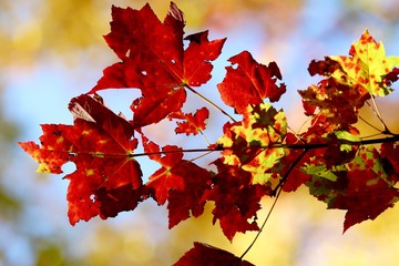 Red Autumn Leaves, Sault Sainte Marie, Michigan, 19 October 2016