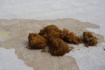 Elefanten Kot, Etoscha Nationalpark, Namibia