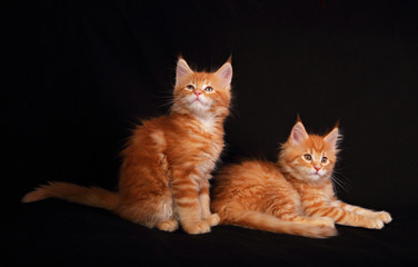 Two cute adorable red solid maine coon kitten lying with beautif